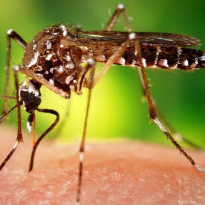 Declaran alerta epidemiológica por dengue en Sucre