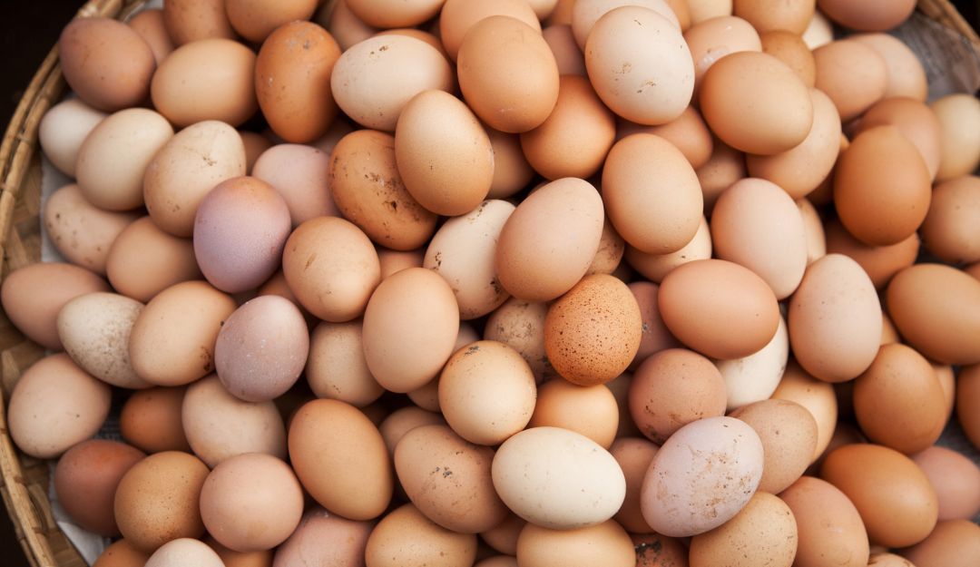 Producción de huevos Producción de huevos