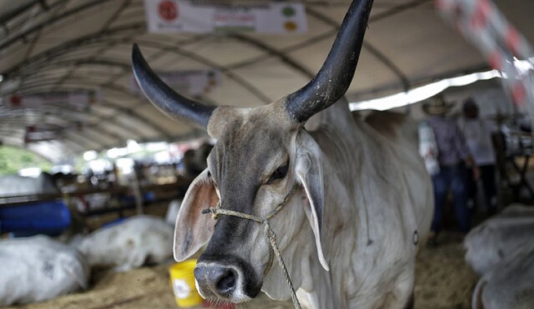 El mejor ganado estará en la edición número 60 de la Feria Nacional de la Ganadería . El mejor ganado estará en la edición número 60 de la Feria Nacional de la Ganadería .