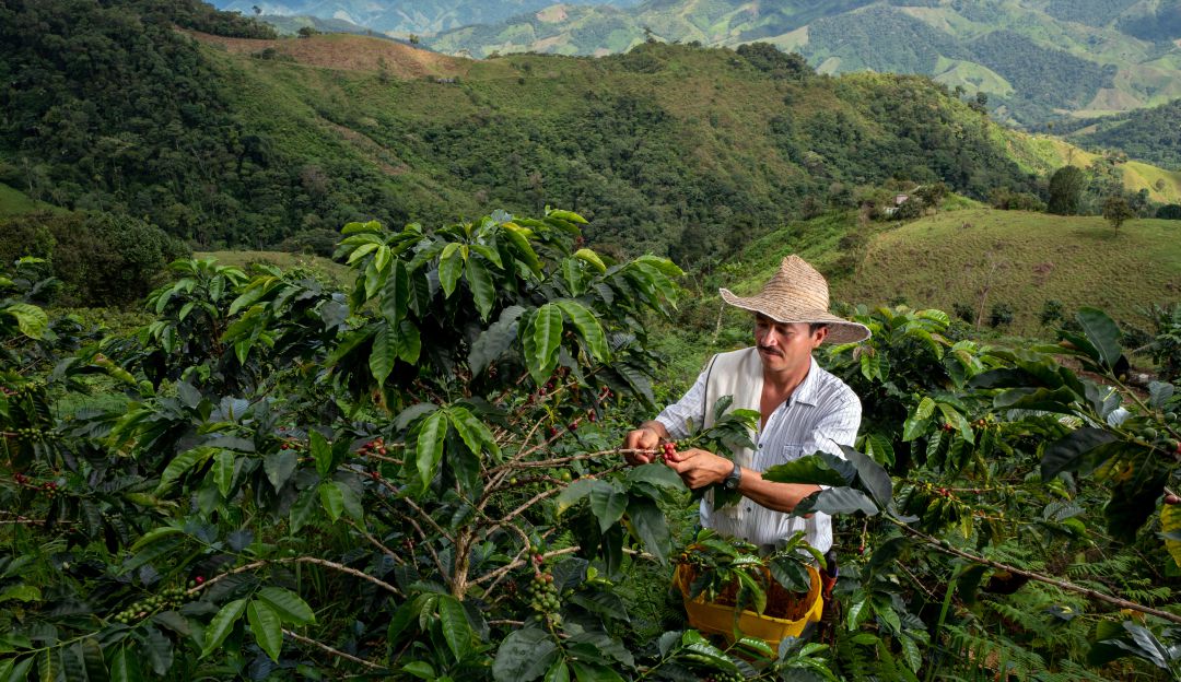 Producción de café Producción de café