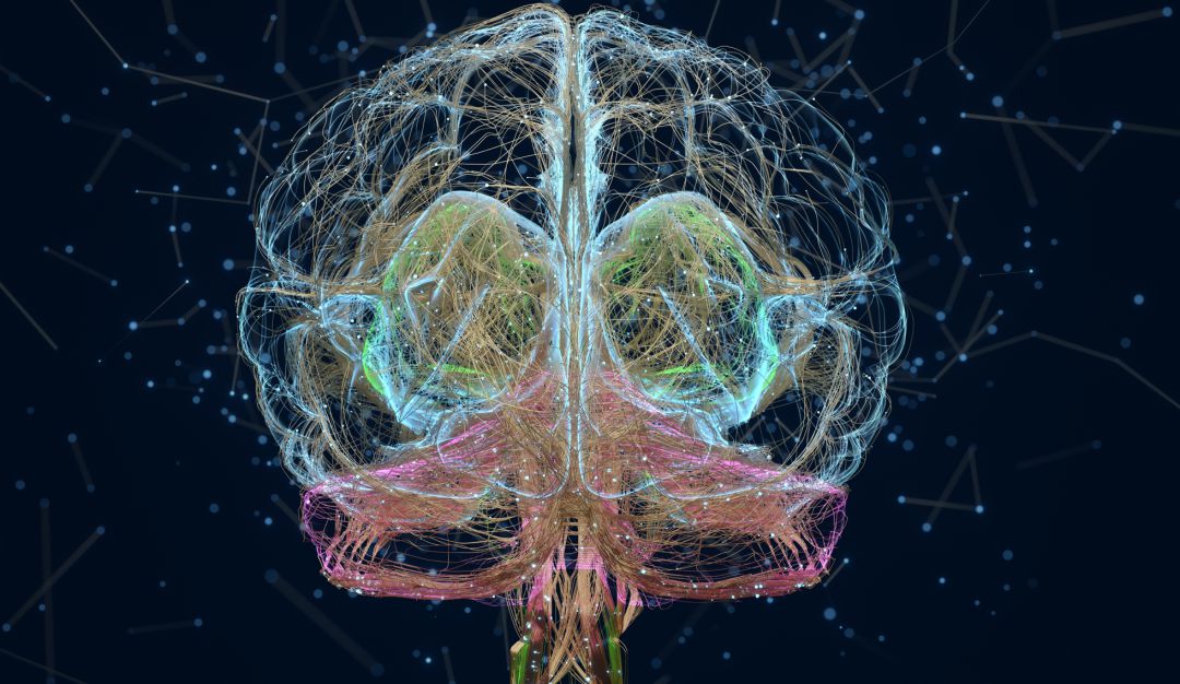 Cerebro Cerebro