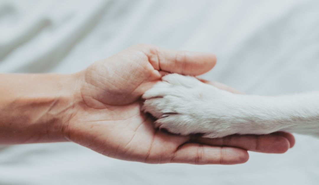 Las esterilizaciones son gratuitas para perros y gatos (machos y hembras) Las esterilizaciones son gratuitas para perros y gatos (machos y hembras)