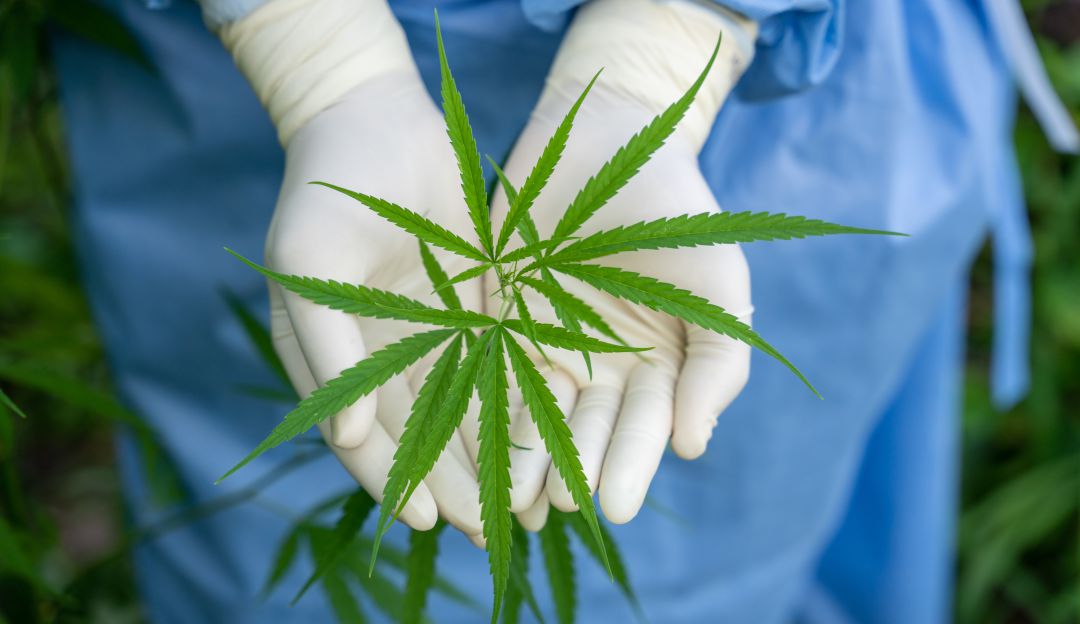 Cannabis Cannabis