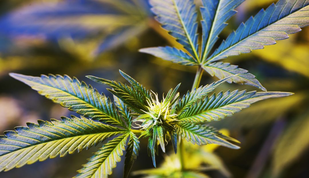 Ley de legalización de la marihuana será estudiada por Senado de EE.UU. Ley de legalización de la marihuana será estudiada por Senado de EE.UU.