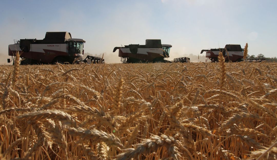 Campos de trigo ucranianos. Campos de trigo ucranianos.