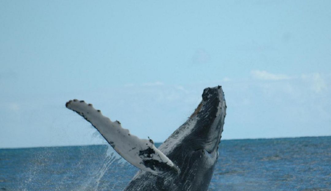 Avistamiento de Ballenas Avistamiento de Ballenas