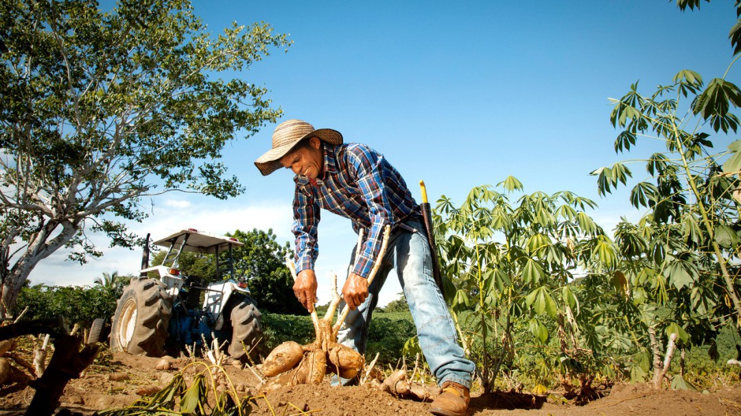 Familia de agricultores: protagonistas detrás de cerveza de yuca de Bavaria