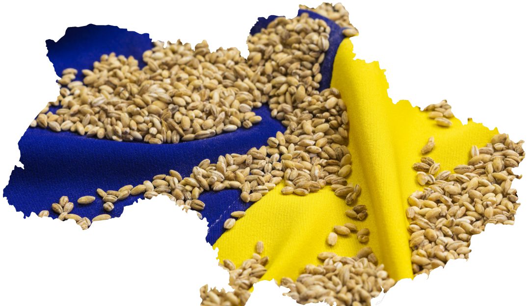 Grano ucraniano. Grano ucraniano.
