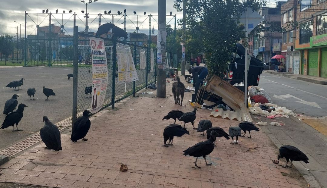 Aves Carroñeras en el barrio Berlín Aves Carroñeras en el barrio Berlín