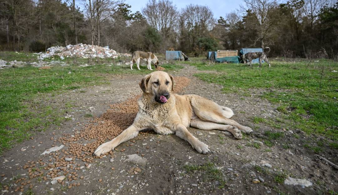 Perros luego de comer. Foto: Getty Perros luego de comer. Foto: Getty