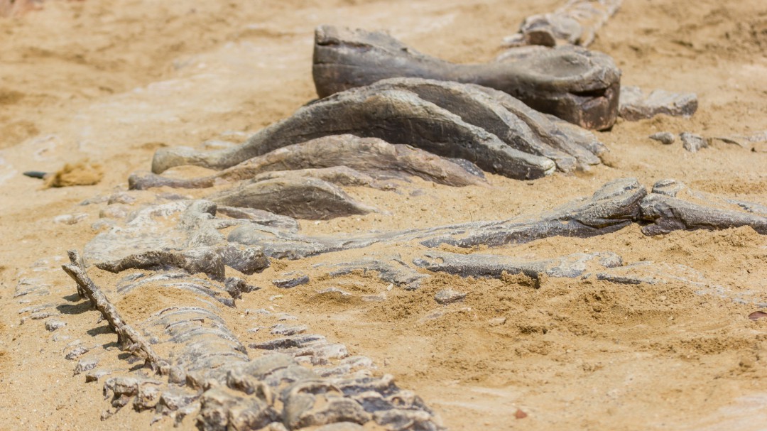 Perijasaurus: dinosaurio colombiano descubierto gracias al acuerdo de paz