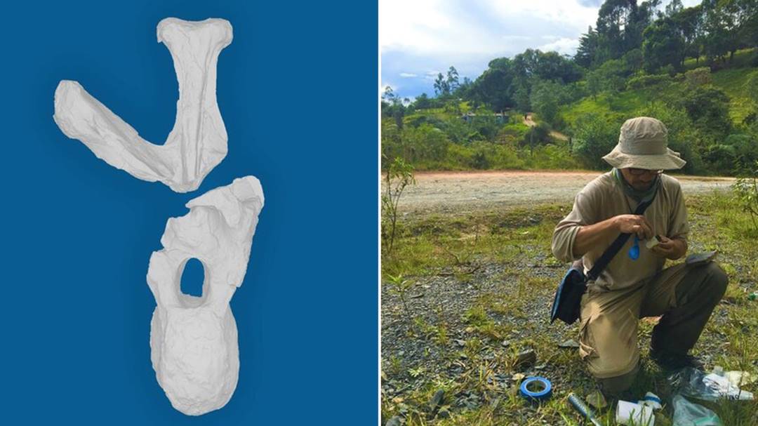 Nueva especie de dinosaurio fue nombrada como homenaje al Acuerdo de Paz