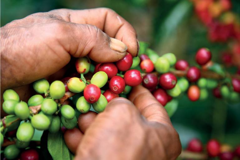 Café de Antioquia no será comprado más por la filial de