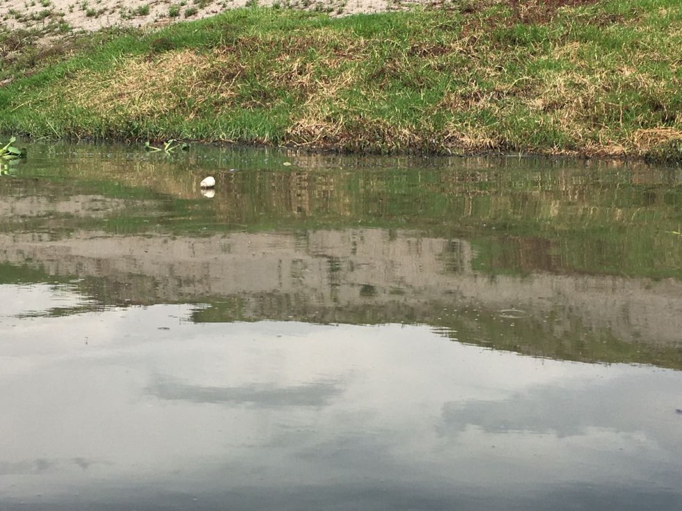 Según la magistrada "esto es un delito ambiental y un delito en contra de la salubridad pública que atenta contra toda la humanidad y son delitos muy graves". Según la magistrada "esto es un delito ambiental y un delito en contra de la salubridad pública que atenta contra toda la humanidad y son delitos muy graves".