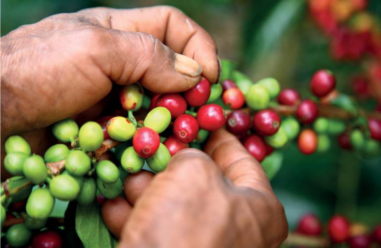 FIESTA 90 AÑOS FEDERACIÓN NACIONAL DE CAFETEROS: Así será la fiesta por los  90 años de la Federación Nacional de Cafeteros | Medellín | Caracol Radio