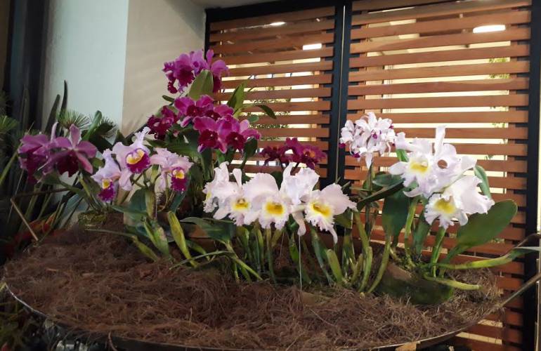 EXPOSICIÓN ORQUÍDEAS PÁJAROS Y FLORES 2017: Está lista la exposición  Orquídeas, Pájaros y Flores 2017 | Medellín | Caracol Radio | AMP