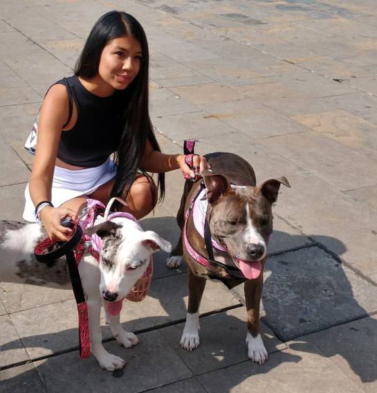 Perros pitbull marchan en Medellín contra estigmatización Perros pitbull marchan en Medellín contra estigmatización