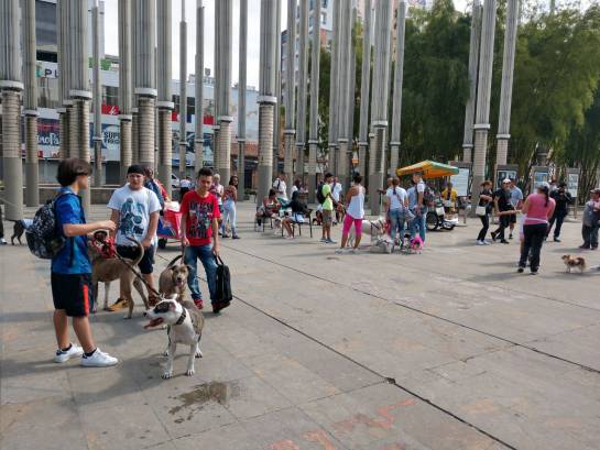 Perros pitbull marchan en Medellín contra estigmatización Perros pitbull marchan en Medellín contra estigmatización
