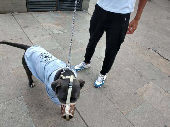 Perros pitbull marchan en Medellín contra estigmatización Perros pitbull marchan en Medellín contra estigmatización