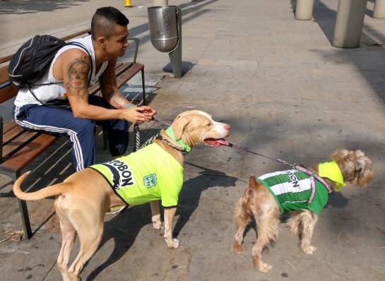 Perros pitbull marchan en Medellín contra estigmatización Perros pitbull marchan en Medellín contra estigmatización