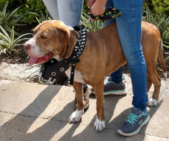 Perros pitbull marchan en Medellín contra estigmatización Perros pitbull marchan en Medellín contra estigmatización