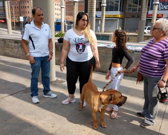 Perros pitbull marchan en Medellín contra estigmatización Perros pitbull marchan en Medellín contra estigmatización
