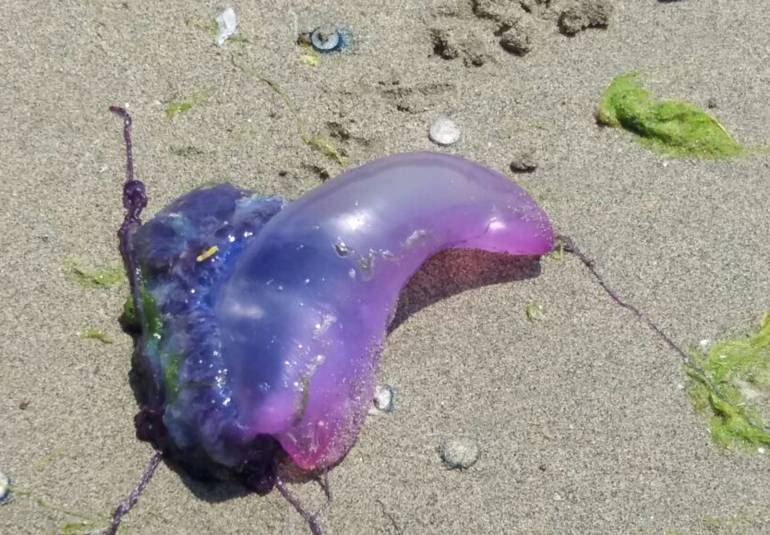 Alerta En Santa Marta Por Masiva Presencia De Medusas En Taganga ...