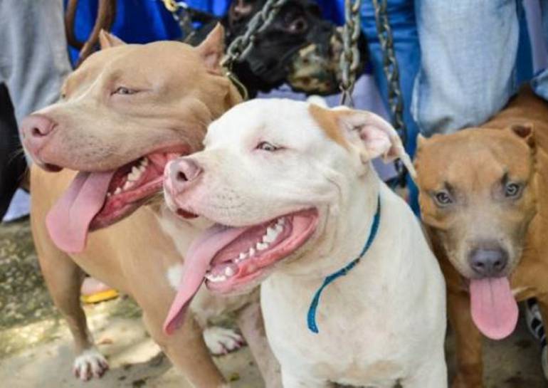 Con Panfletos Amenazan A Perros Pitbull En Cartagena Con Panfletos Amenazan A Perros Pitbull En Cartagena Cartagena Caracol Radio