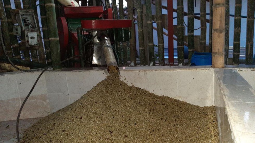 Café en la trilla...uno de los proceso que a diario se ve en nuestras fincas del Quindío Café en la trilla...uno de los proceso que a diario se ve en nuestras fincas del Quindío