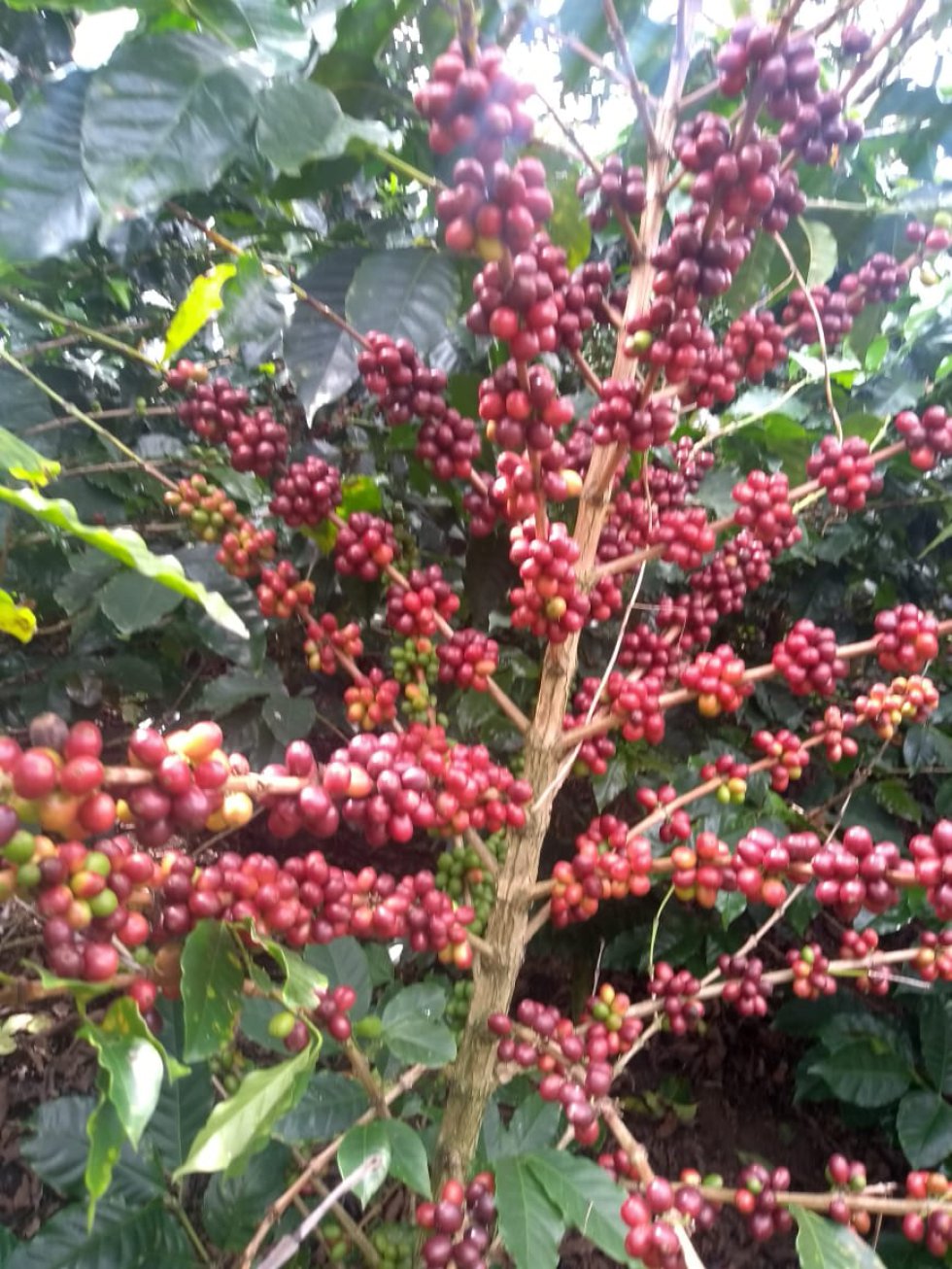 Los palos de café maduro Los palos de café maduro
