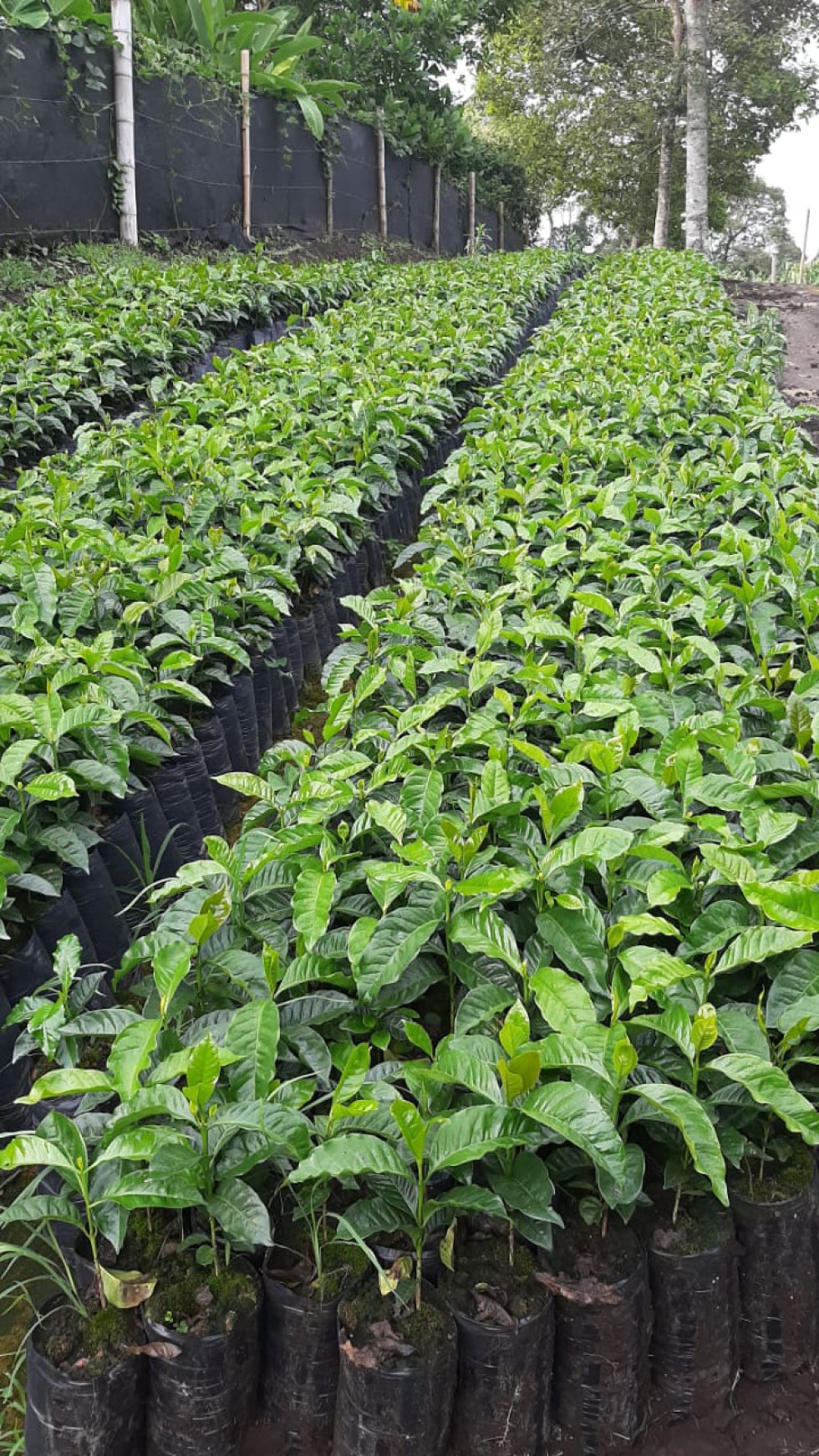 Los colinos de café es el inicio de una buena cosecha cafetera Los colinos de café es el inicio de una buena cosecha cafetera