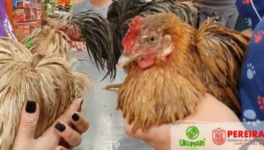 Mascotas de la emergencia Mascotas de la emergencia