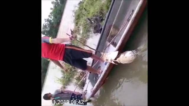 VIDEO: denuncian mortandad de peces en río Sogamoso - Caracol Radio