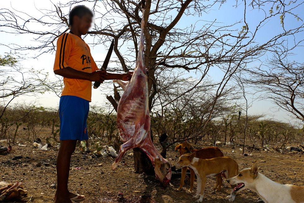 Sacrifican los animales por la intensidad de la sequía. Sacrifican los animales por la intensidad de la sequía.