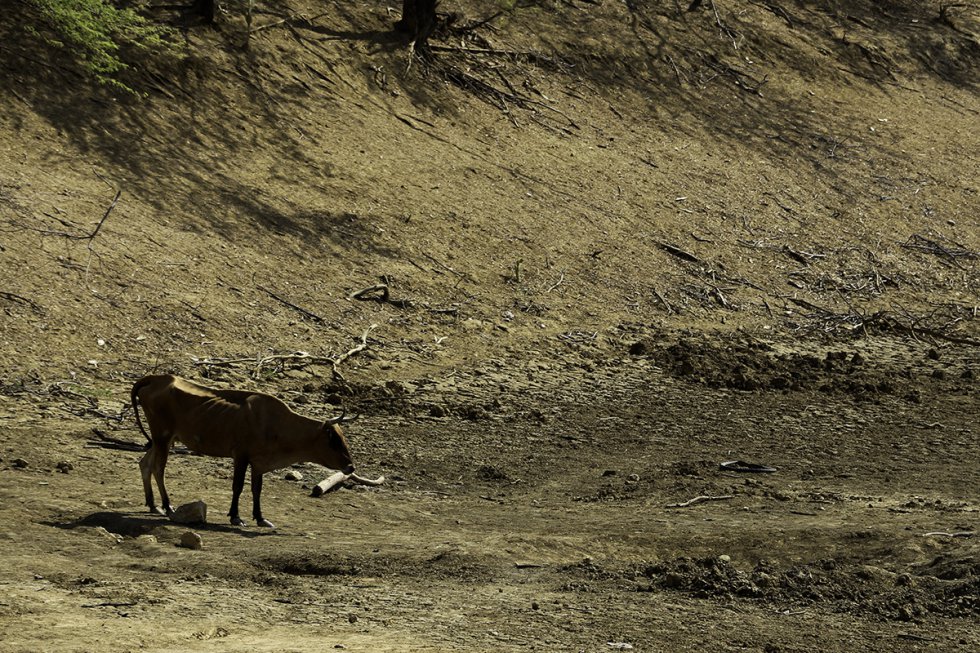 Animales buscan agua en lo que antes era un río para sobrevivir. Animales buscan agua en lo que antes era un río para sobrevivir.