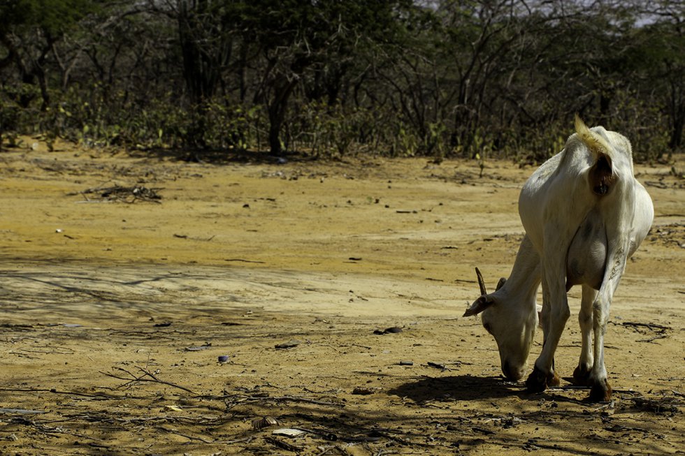 Animales dentro de las rancherías buscando agua. Animales dentro de las rancherías buscando agua.