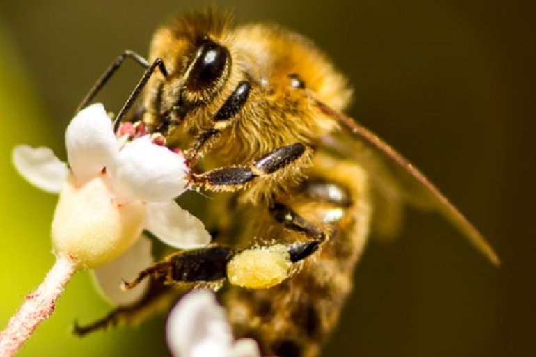 Caracol Al Campo entomología: Las abejas están en peligro de desaparecer en Colombia