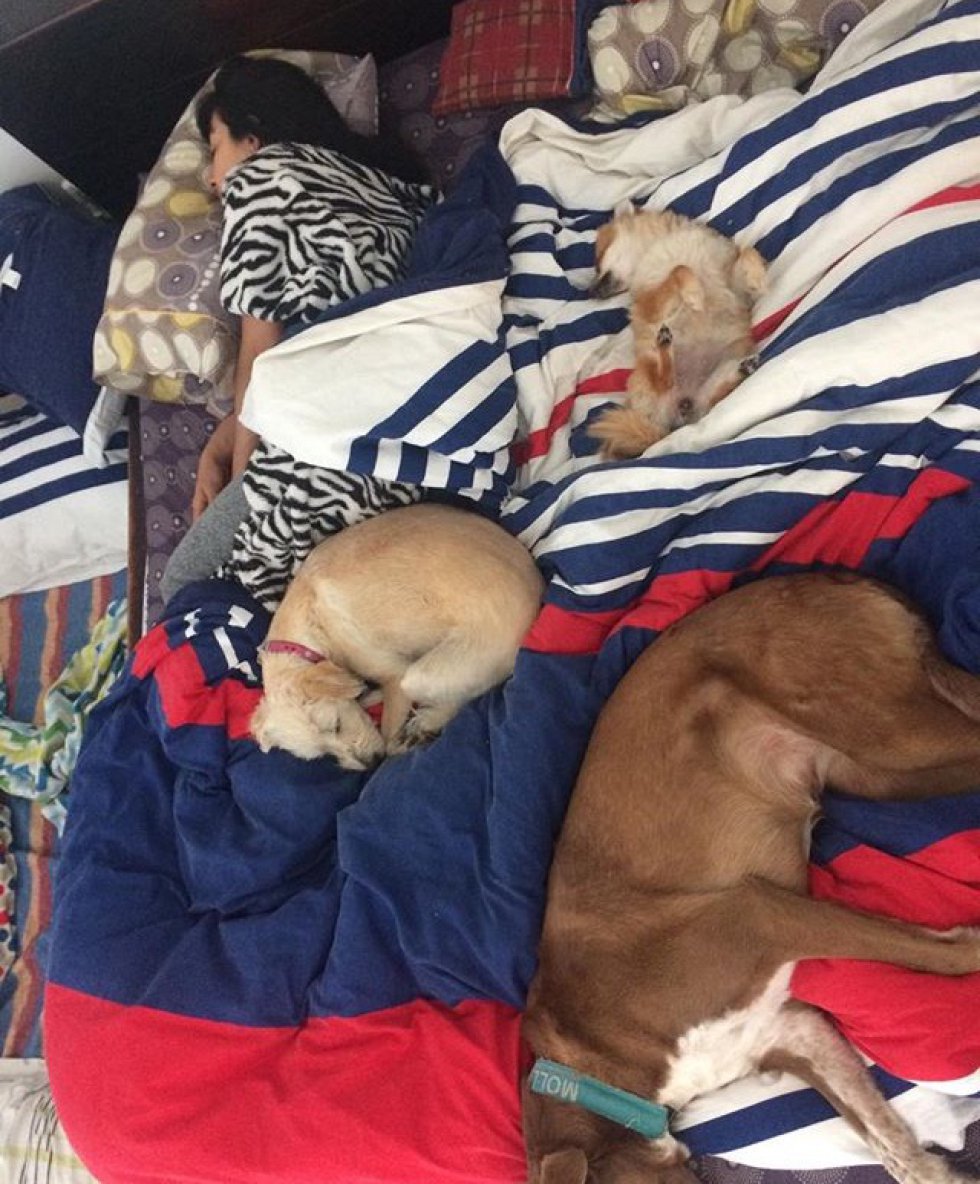 Diana Acosta nos envía la foto de todos sus perritos que se adueñaron de su cama Diana Acosta nos envía la foto de todos sus perritos que se adueñaron de su cama