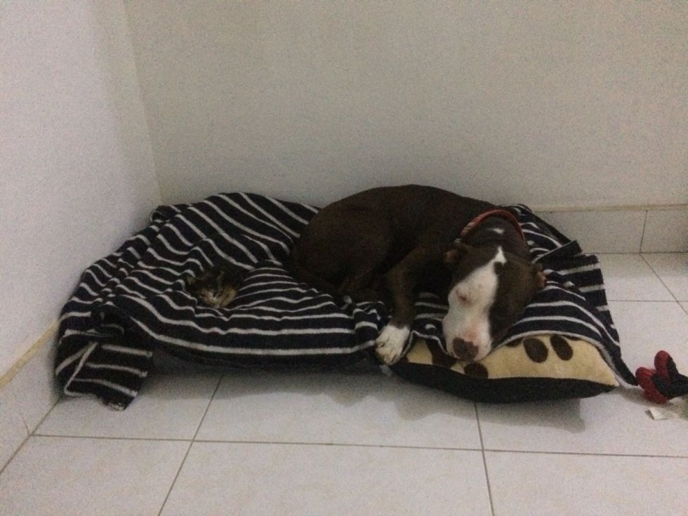 Paola Villamizar nos envía la foto de su perrita Coco que necesita una nueva camita , pues su hermano gatuno ya se adueñó de la de ella Paola Villamizar nos envía la foto de su perrita Coco que necesita una nueva camita , pues su hermano gatuno ya se adueñó de la de ella