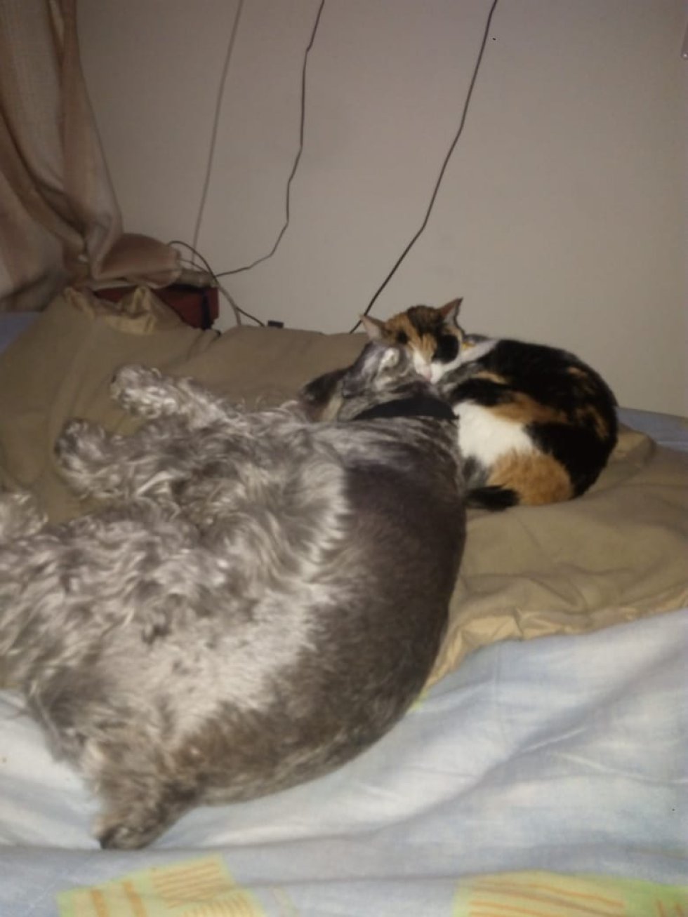 Libia Hernandéz nos envió las foto de sus dos peluditos que se volvieron los amos de su cama Libia Hernandéz nos envió las foto de sus dos peluditos que se volvieron los amos de su cama