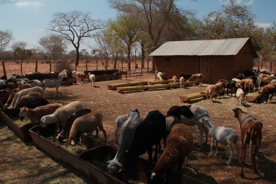 Ganado ovino y caprino en La Guajira