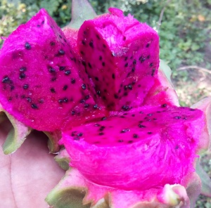 Pitahaya roja. frutos cactus: Fruta del dragón, deliciosa ...