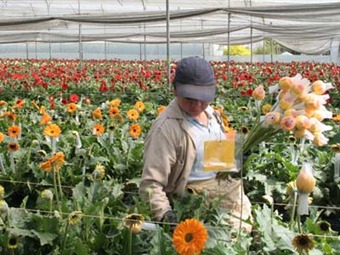 Floricultores Una Historia De Politica Arribismo Y Trampas Con El Dinero De Agro Judicial Caracol Radio