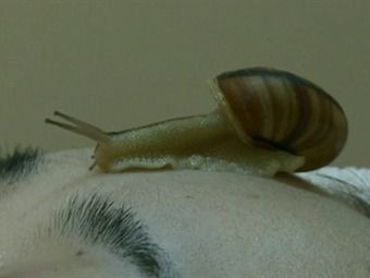 Caracoles Babosos En La Cara Para Rejuvenecer Entretenimiento Caracol Radio