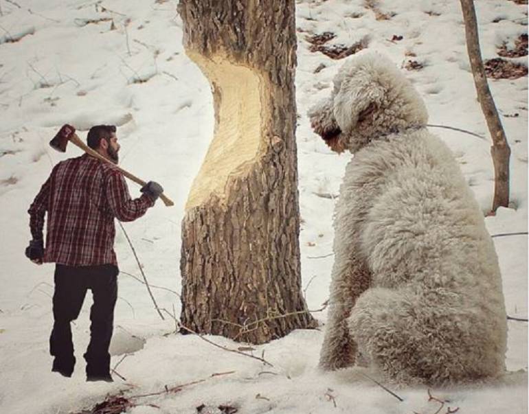 Juji, el adorable perro "gigante" que se toma Instagram Tendencias