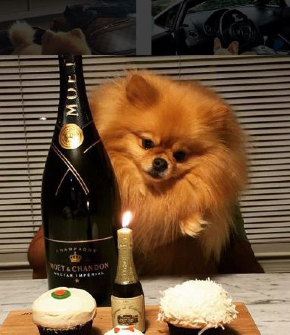 Perros grandes y pequeños son objeto de las fotografías de vida lujosa. Perros grandes y pequeños son objeto de las fotografías de vida lujosa.