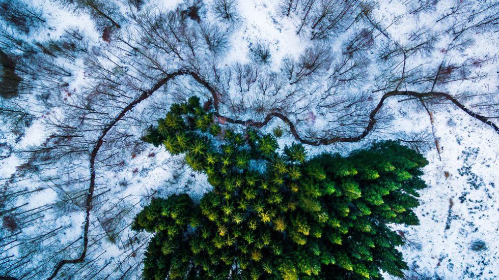 La foto tomada por Michael Bernholdt de un bosque de pinos en Dinamarca ganó el primer premio en la categoría de Naturaleza y Vida Silvestre. "Busco patrones y líneas creadas por la naturaleza, como el lago que rodea el bosque de pinos. Pero también busco patrones hechos por el hombre y líneas como carreteras con curvas y rastros de los equipos agrícolas". La foto tomada por Michael Bernholdt de un bosque de pinos en Dinamarca ganó el primer premio en la categoría de Naturaleza y Vida Silvestre. "Busco patrones y líneas creadas por la naturaleza, como el lago que rodea el bosque de pinos. Pero también busco patrones hechos por el hombre y líneas como carreteras con curvas y rastros de los equipos agrícolas".