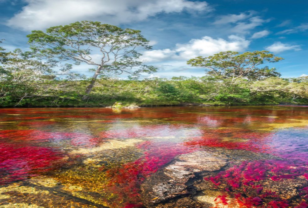 Uno de los sectores más bonitos en la visita a Caño Cristales es el que llaman El Tapete, donde la planta macarenia clavigera abunda y da colores rojos hermosos. Uno de los sectores más bonitos en la visita a Caño Cristales es el que llaman El Tapete, donde la planta macarenia clavigera abunda y da colores rojos hermosos.