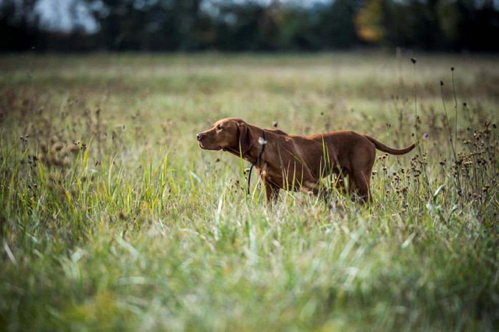 Ejemplares de la raza Vizsla participaron en una competencia de habilidades de caza organizada por la Cámara Nacional de Hungría en Soponya. Ejemplares de la raza Vizsla participaron en una competencia de habilidades de caza organizada por la Cámara Nacional de Hungría en Soponya.
