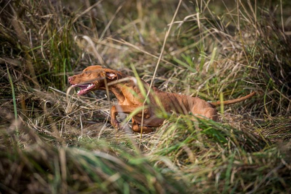 Un vizsla húngaro es fotografiado mientras busca un ave de corral en el concurso de habilidades. Un vizsla húngaro es fotografiado mientras busca un ave de corral en el concurso de habilidades.